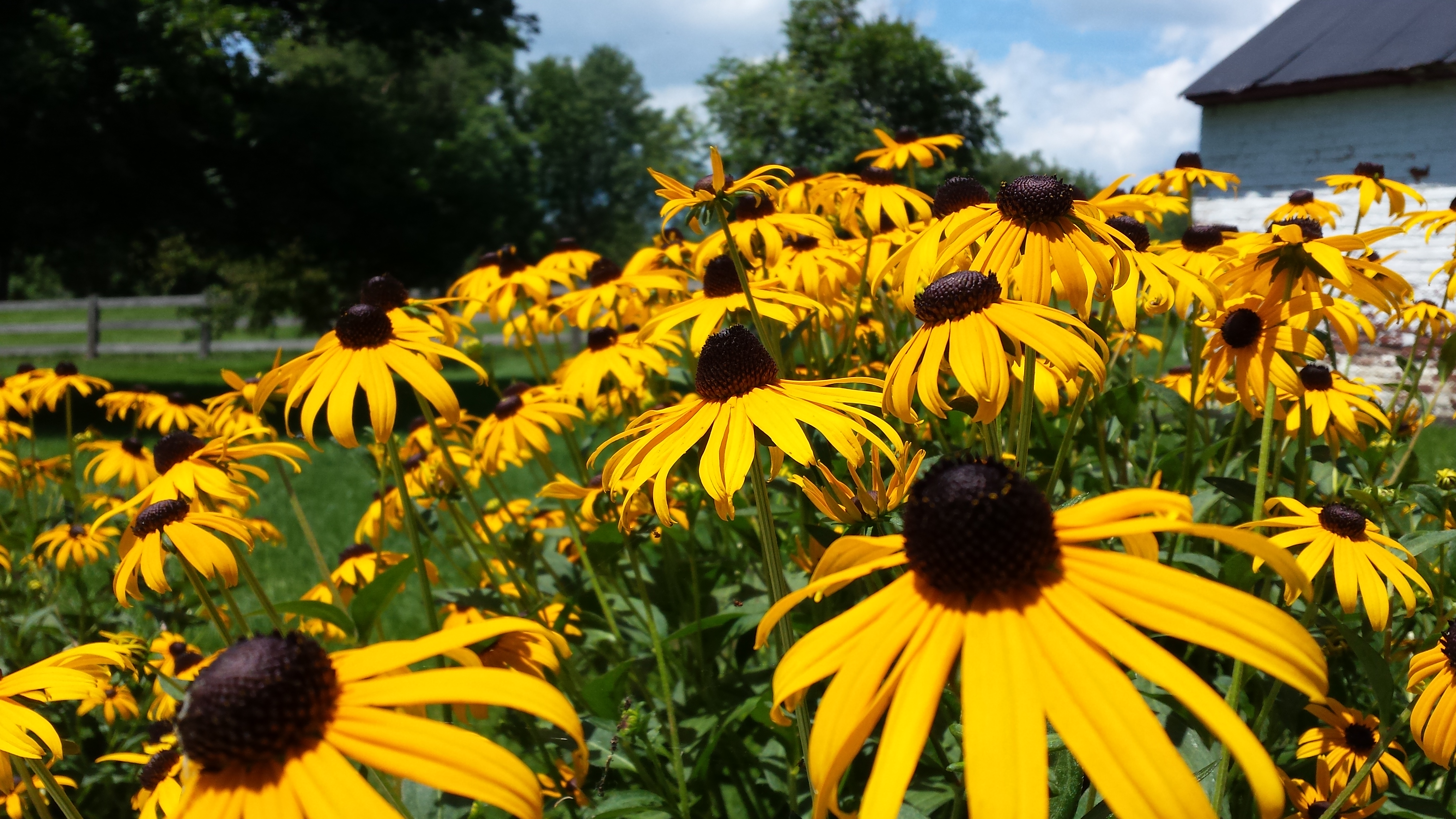 BOONSBORO REFLECTIONS: How the Black-eyed Susan Became the State Flower